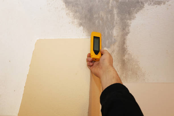 Mold Remediation for Vacation Homes in Citrus Park, AZ