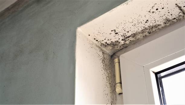 Best Dehumidification Services  in Citrus Park, AZ