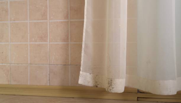 Best Emergency Mold Remediation  in Citrus Park, AZ