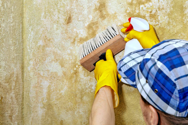 Best Asbestos and Lead Testing During Mold Inspection  in Citrus Park, AZ
