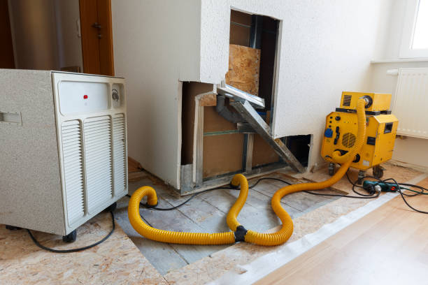 Environmental Consulting for Mold Prevention in Citrus Park, AZ