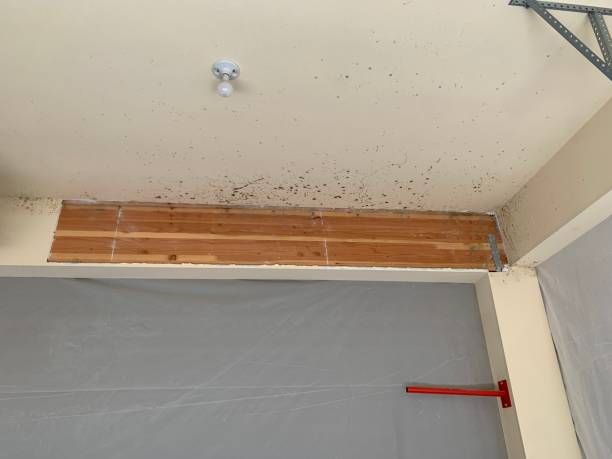 Best Indoor Air Quality Assessment  in Citrus Park, AZ