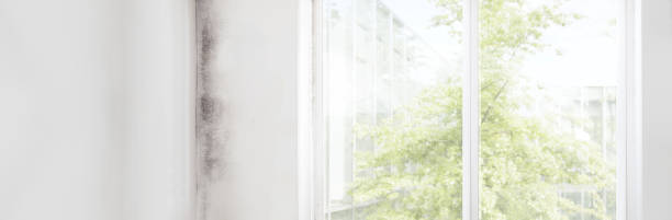 Professional Mold Removal in Citrus Park, AZ