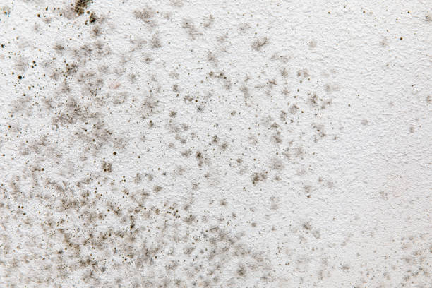 Best Water Damage & Mold Remediation  in Citrus Park, AZ