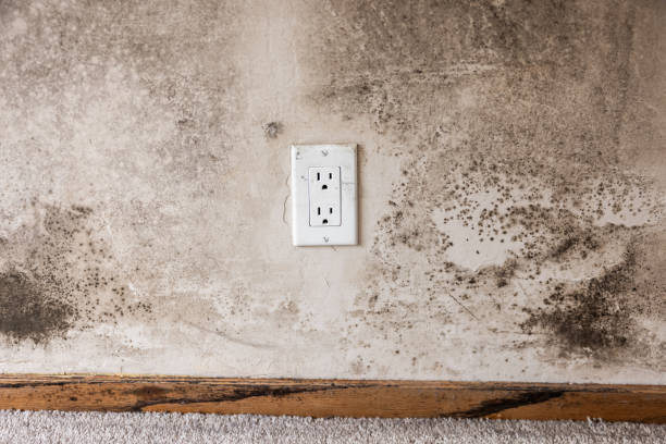 Mold Odor Removal Services in Citrus Park, AZ