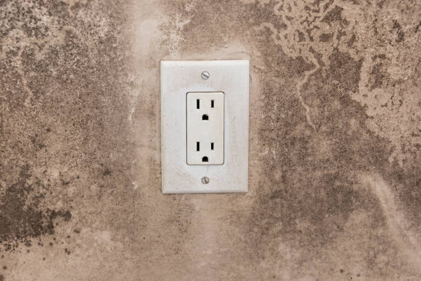Best Attic Mold Removal  in Citrus Park, AZ