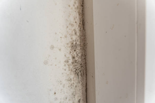 Best Mold Odor Removal Services  in Citrus Park, AZ